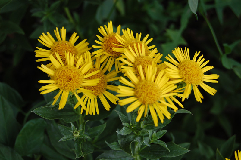 Inule à feuilles de spirée