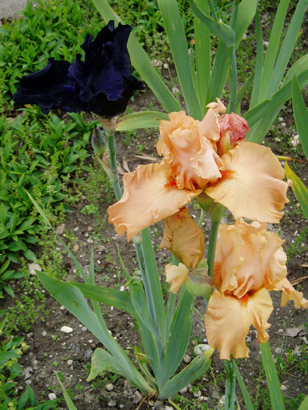 Iris