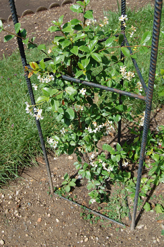 Jasmin étoilé jaune