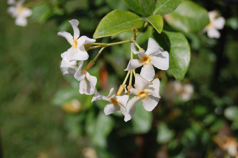 Jasmin étoilé jaune