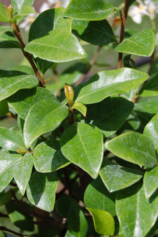 Jasmin étoilé jaune