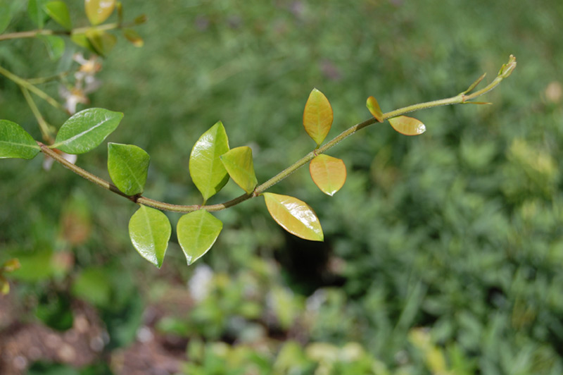 Jasmin étoilé jaune