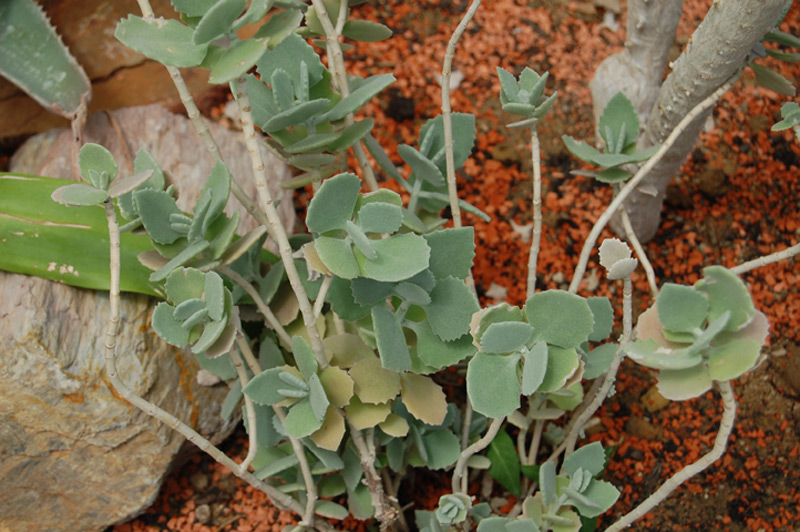 Kalanchoe de Millot