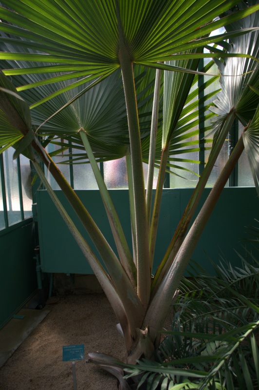 Latanier rouge, Latanier de la Réunion