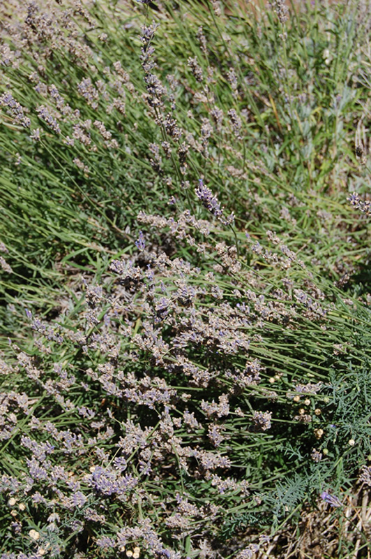 Lavande des Pyrénées