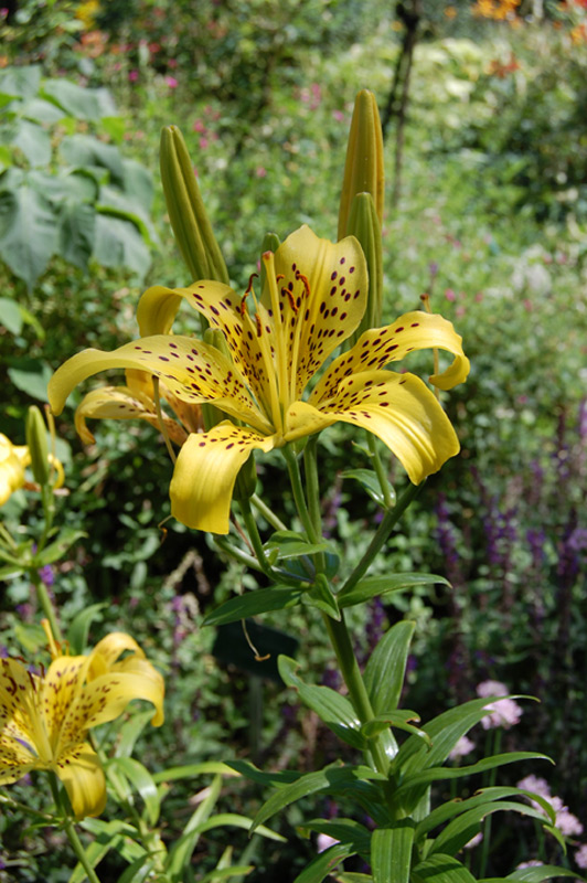 Lis asiatique 'Dreamland'