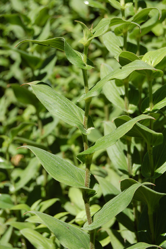 Lis des crapauds de Formose