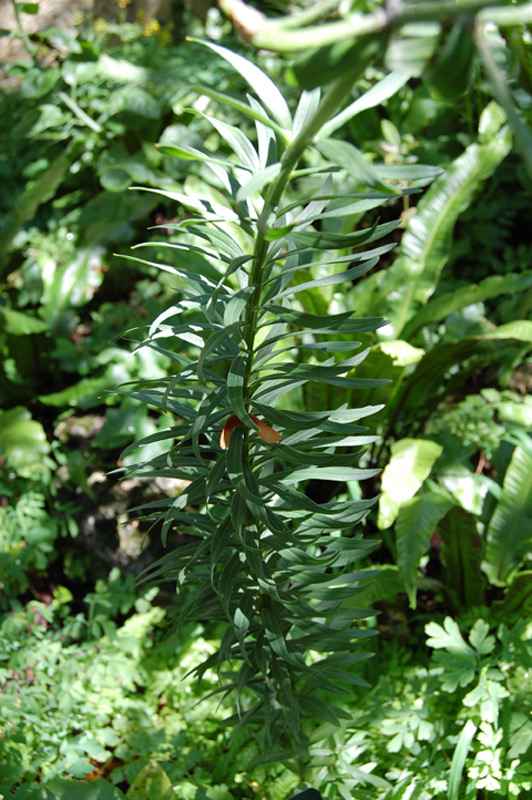 Lis orangé à bulbille