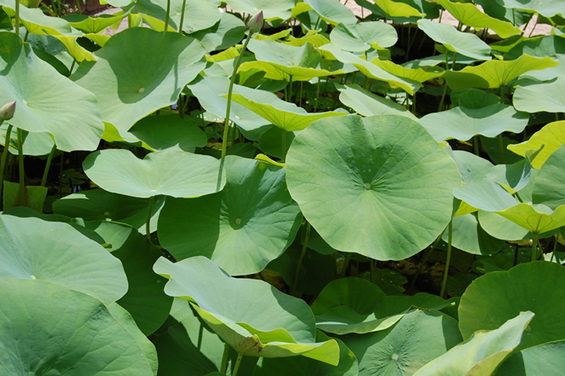 Lotus d’Orient, Lotus sacré, Lotus des Indes