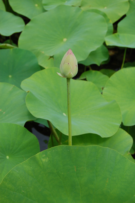 Lotus d’Orient, Lotus sacré, Lotus des Indes