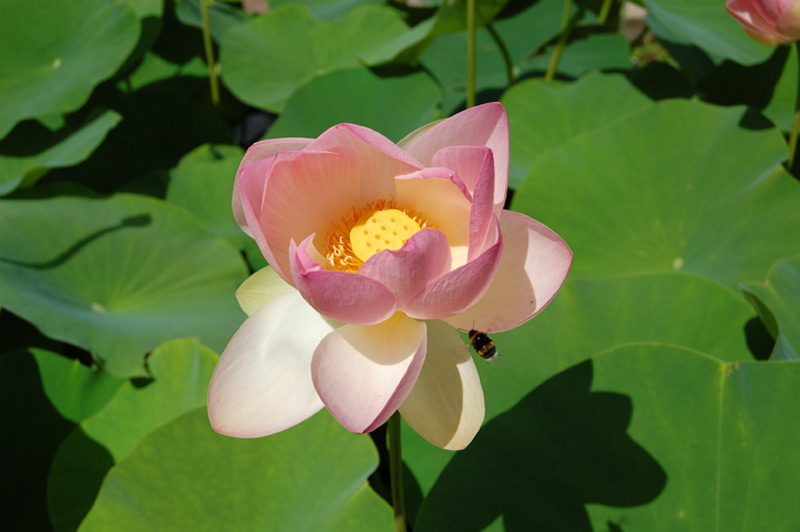 Lotus d’Orient, Lotus sacré, Lotus des Indes