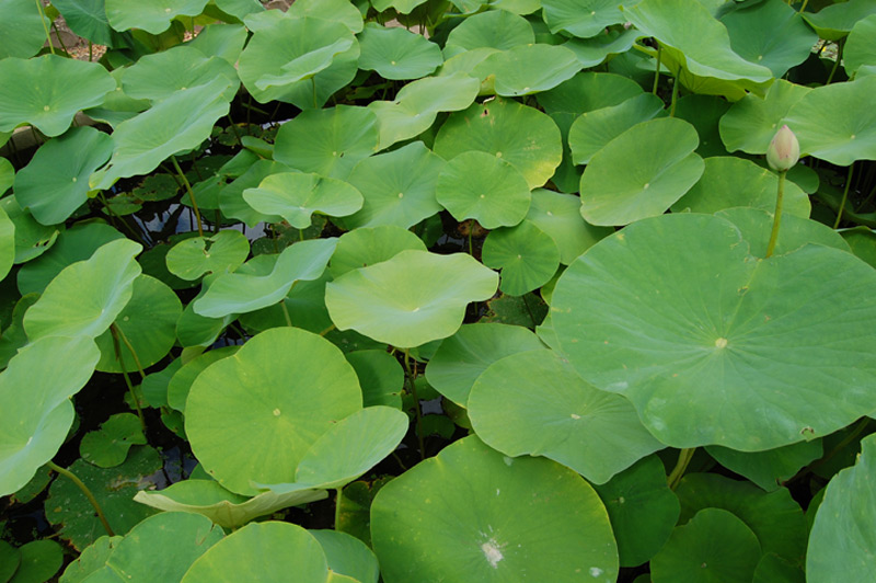 Lotus d’Orient, Lotus sacré, Lotus des Indes