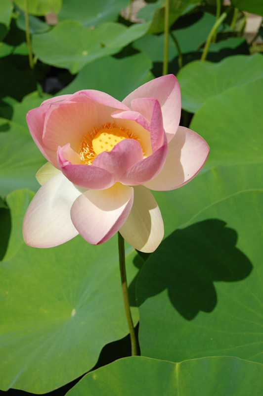 Lotus d’Orient, Lotus sacré, Lotus des Indes