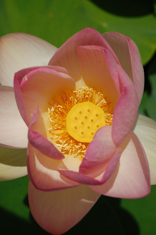 Lotus d’Orient, Lotus sacré, Lotus des Indes