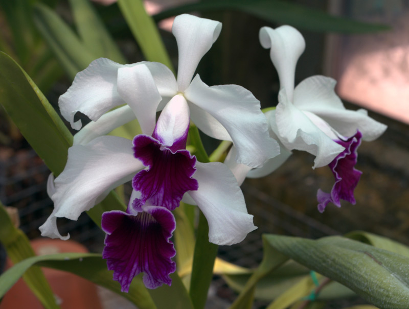 Laelia purpurata var coerulea
