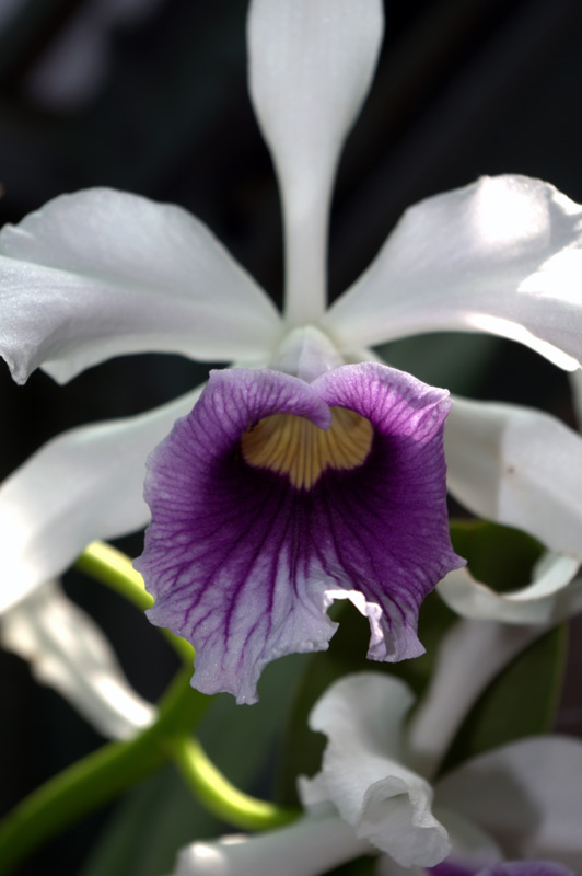 Laelia purpurata var coerulea