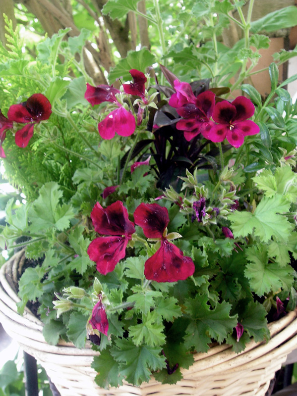 Pélargonium des fleuristes, Géranium des fleuristes