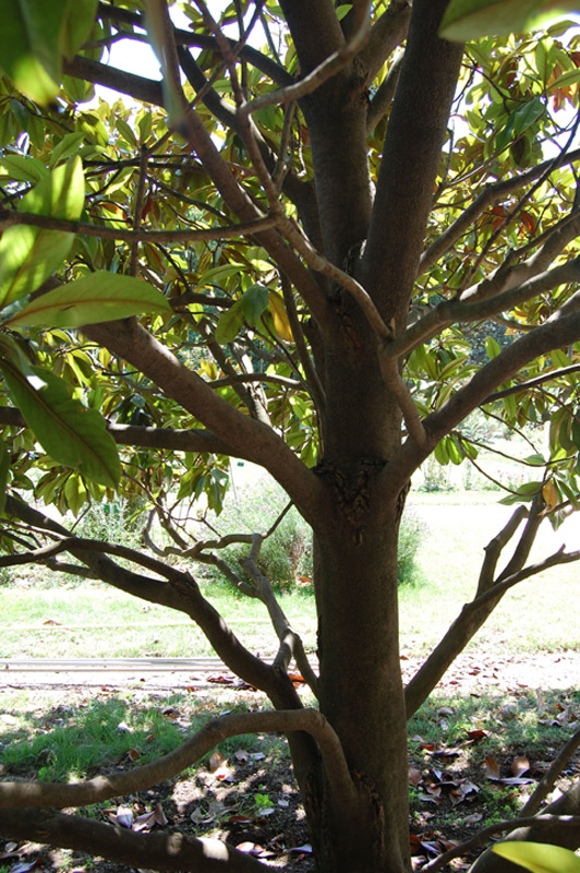 Magnolia à grandes fleurs, Magnolia d’été, Laurier tulipier