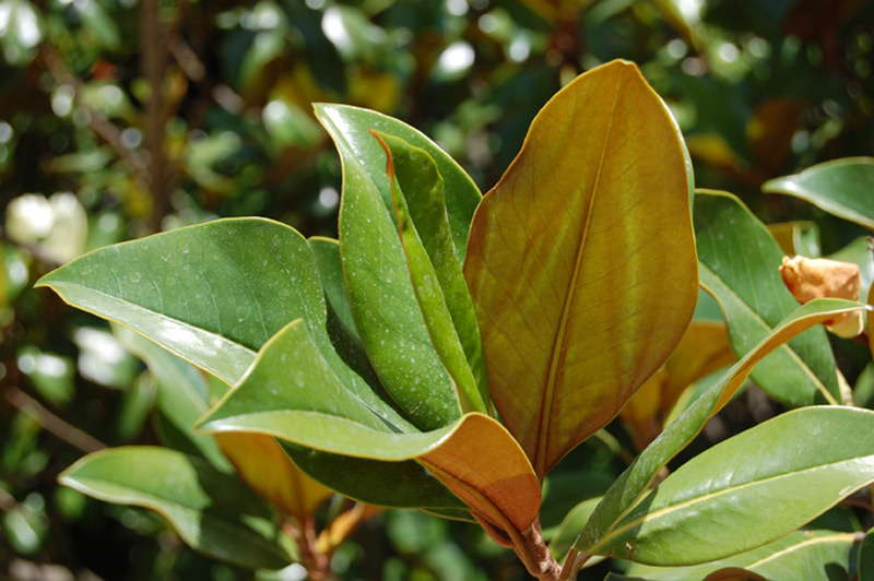Magnolia à grandes fleurs, Magnolia d’été, Laurier tulipier