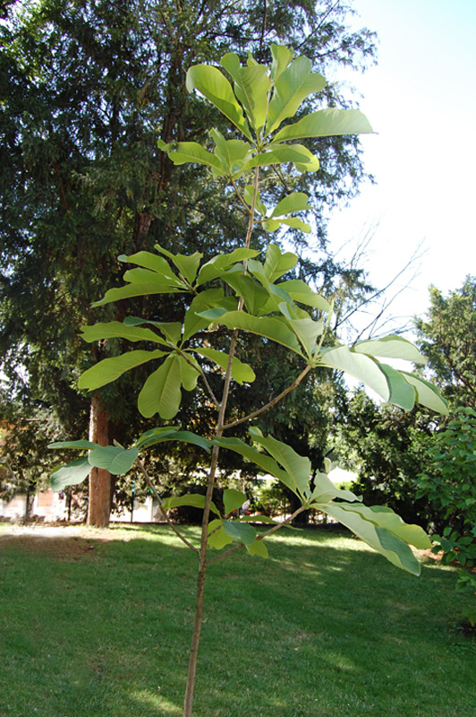 Magnolia officinal bilobé, Houpu Magnolia