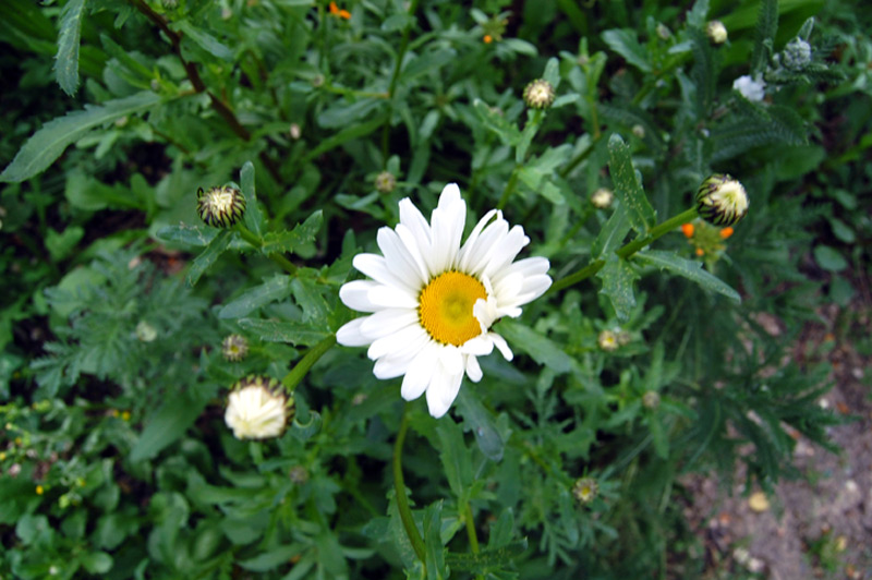 Marguerite commune