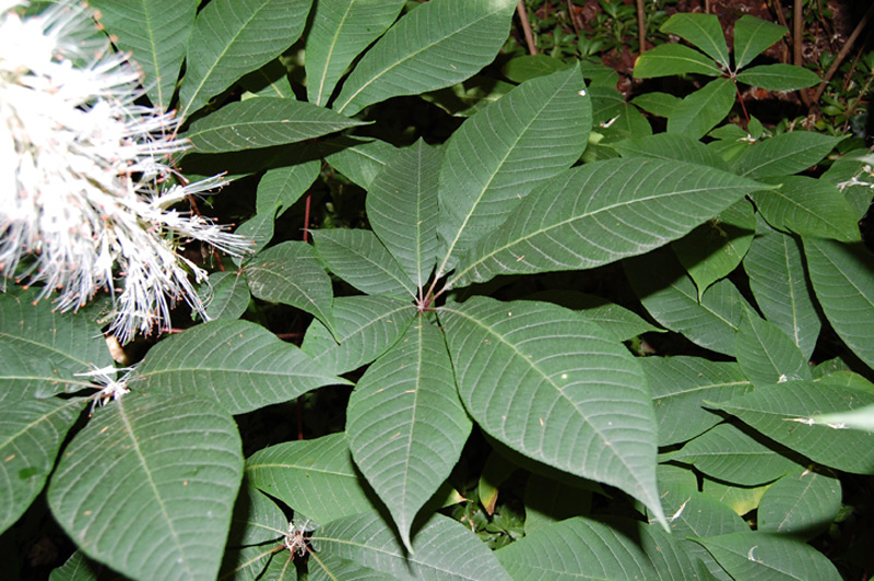 Marronnier parviflora, Pavier blanc