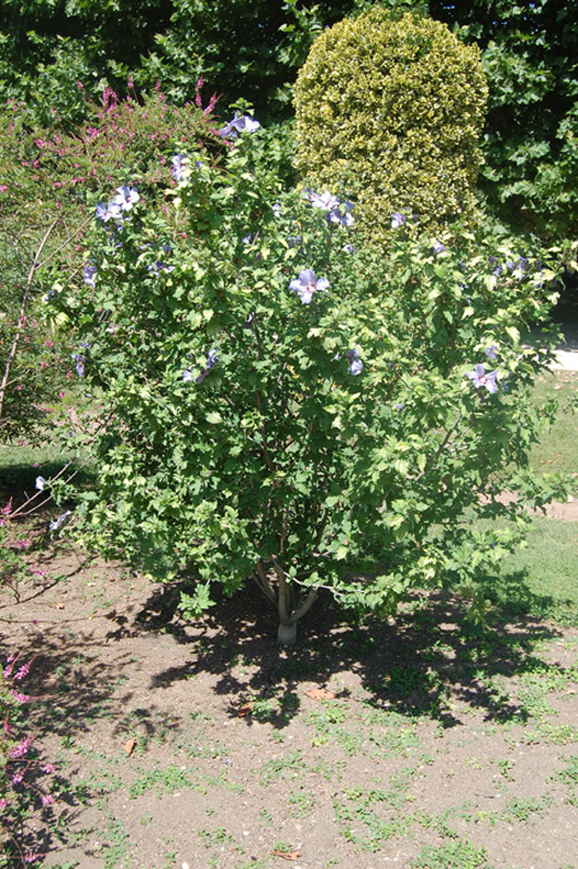 Mauve en arbre 'Oiseau Bleu'