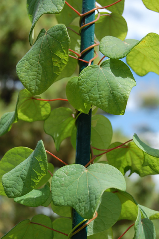 Ménisperme du Canada