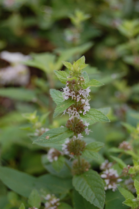Menthe des champs, Menthe sauvage