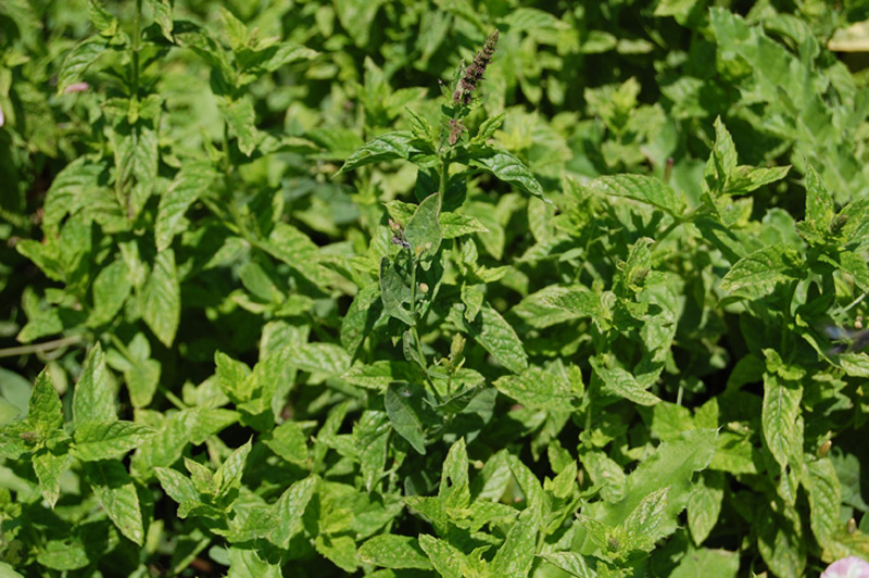 Menthe poivrée, Menthe anglaise