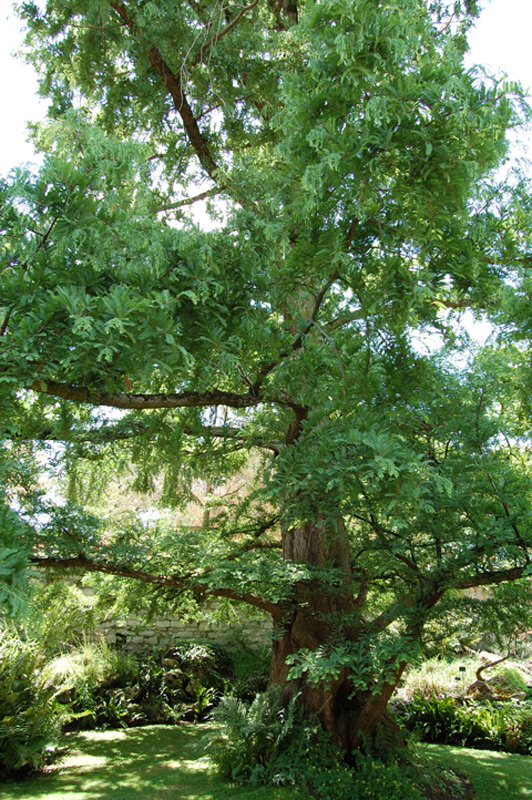 Métaséquoia de Chine