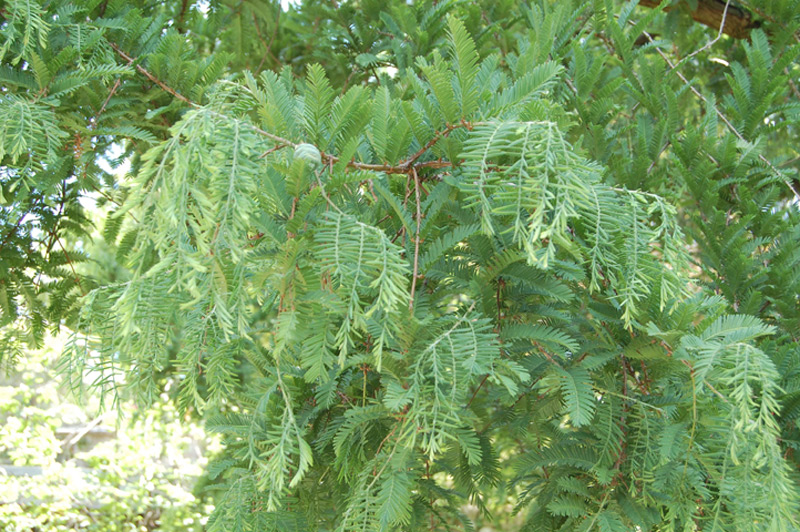 Métaséquoia de Chine