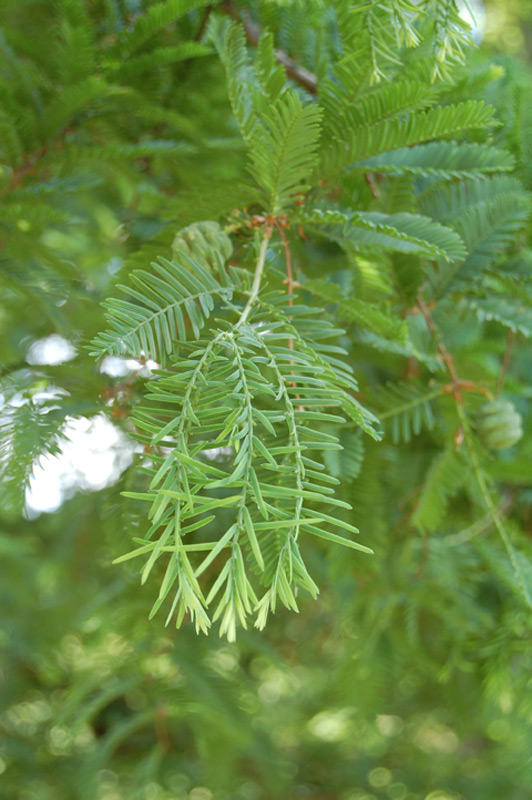 Métaséquoia de Chine