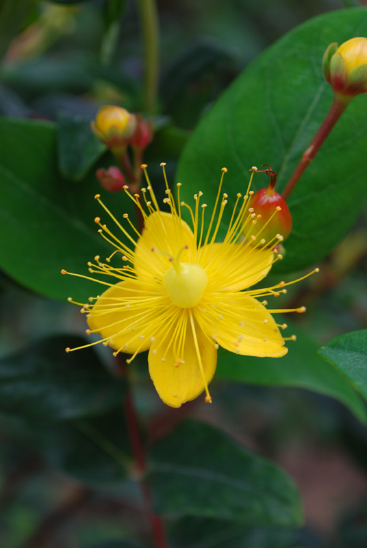 Millepertuis androsème