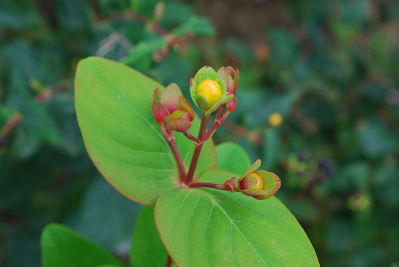 Millepertuis androsème