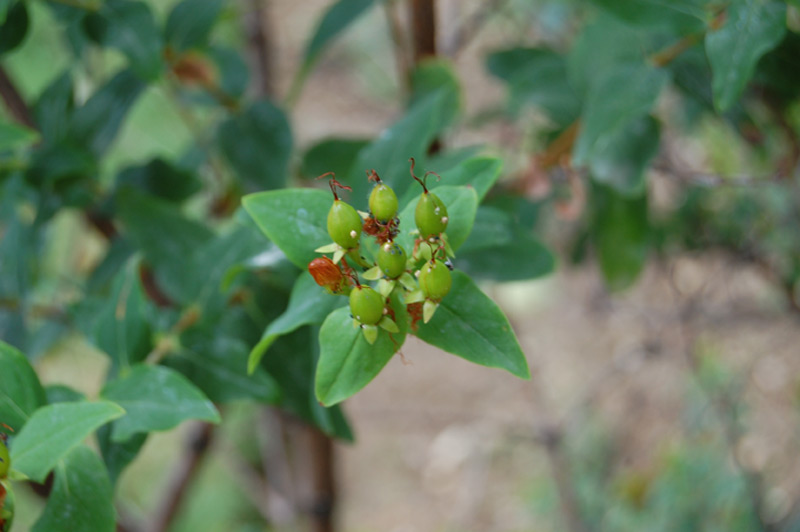 Millepertuis inodore