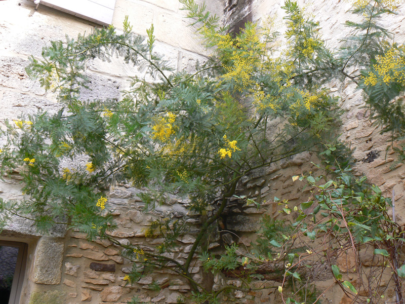 Mimosa des fleuristes