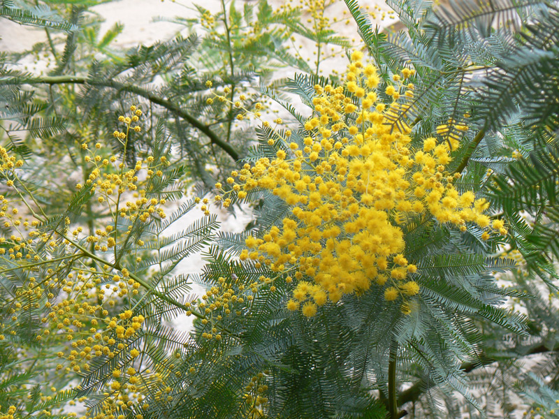 Mimosa des fleuristes
