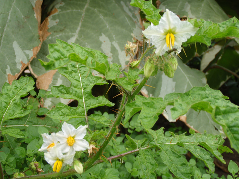 Morelle de la Caroline