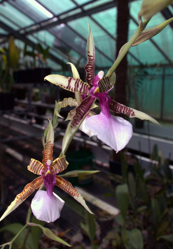 Oncidium hastilabium