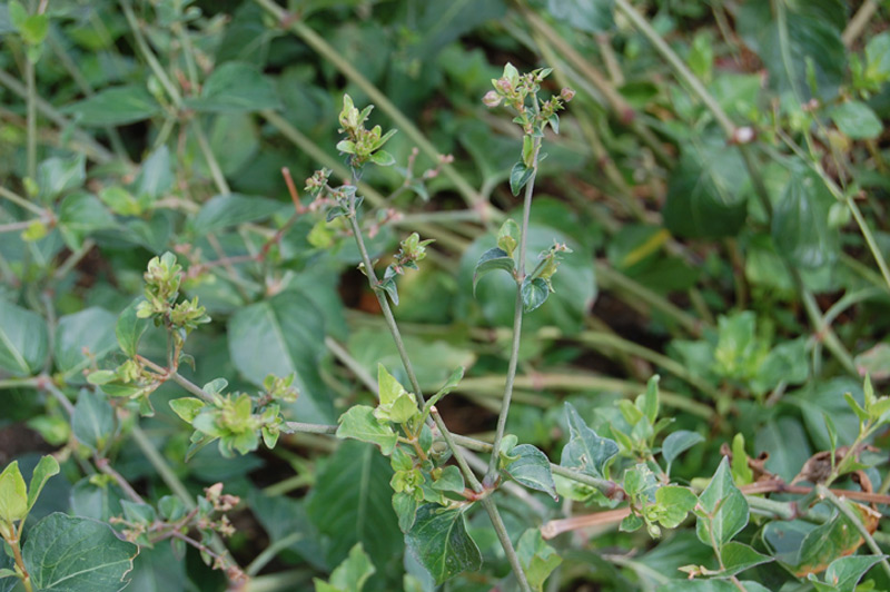 Oxybaphus nyctagineus