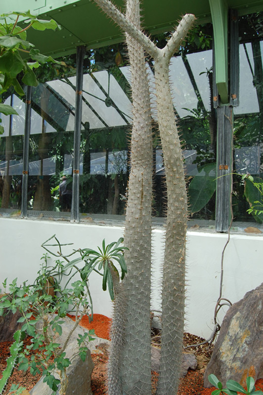 Palmier de Madagascar