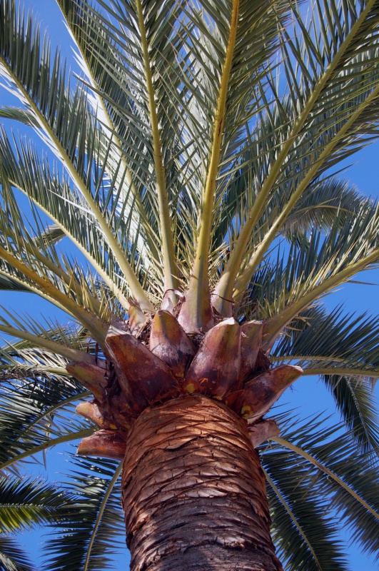 Palmier des Canaries, Faux dattier