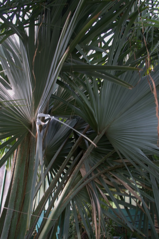 Palmier de Bismarck