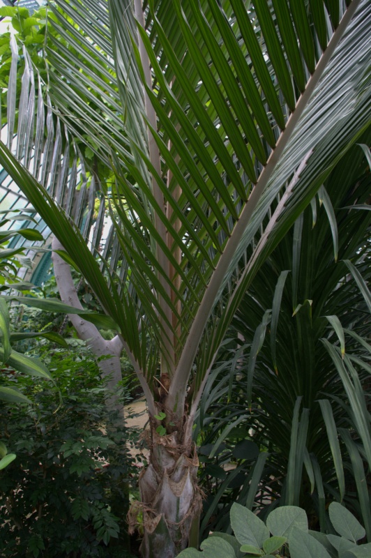 Palmier blaireau, Palmier de Nikau