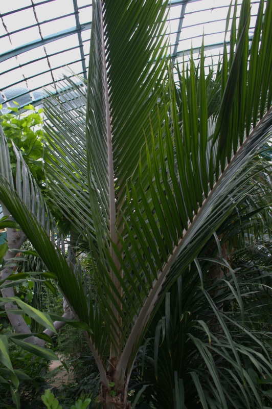 Palmier blaireau, Palmier de Nikau