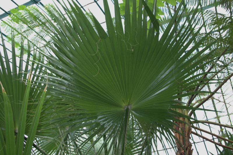 Palmier jupon, Palmier de Californie