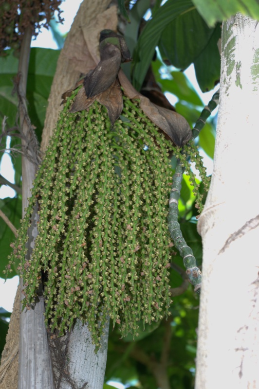 Palmier queue de poisson, Palmier céleri