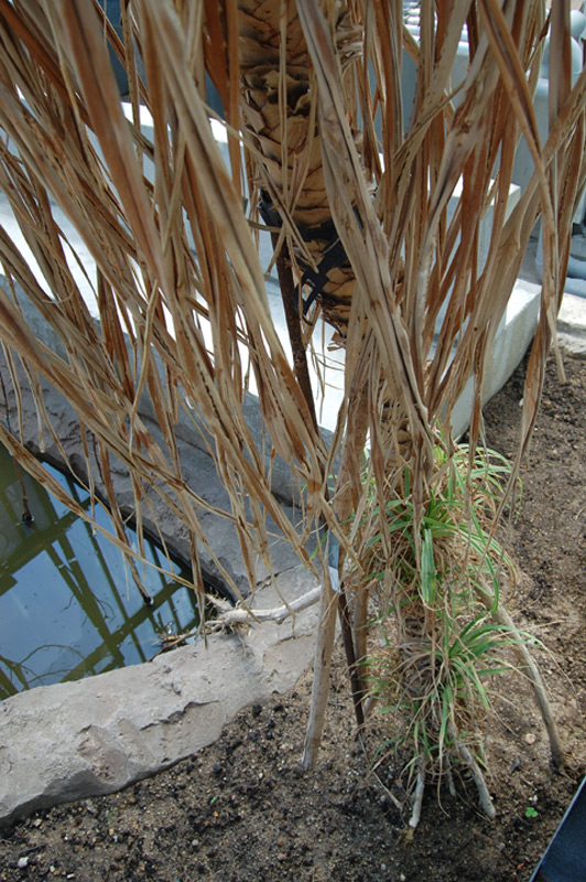 Pandanus tectorius, Fara