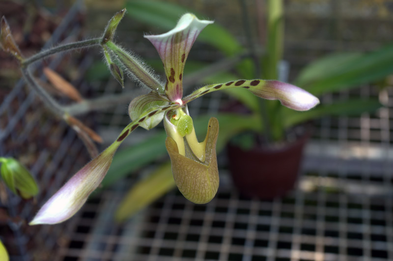 Paphiopedilum 'Hayn'